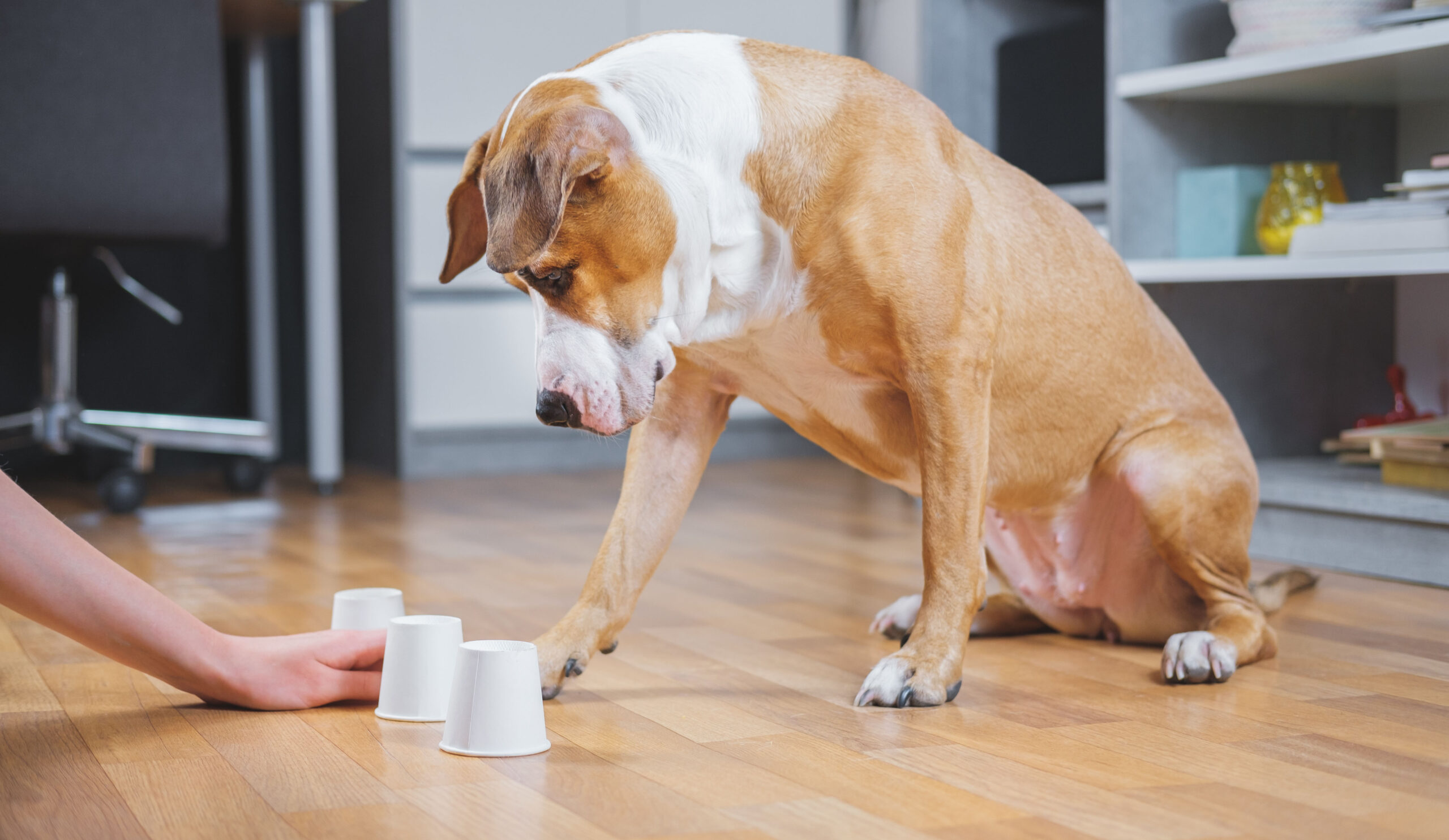 Stimuler son chien à l’aide de jeux vidéos ?